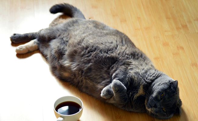 Chat en surpoids