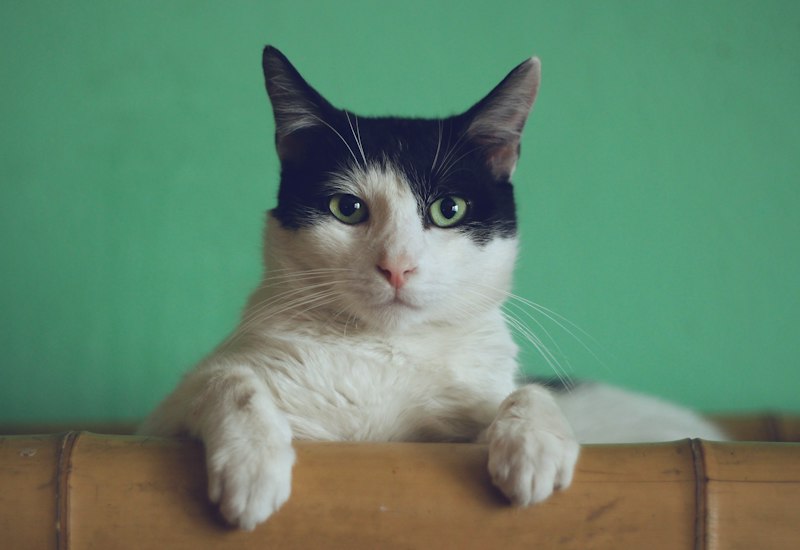 Chat âgé qui semble fatigué